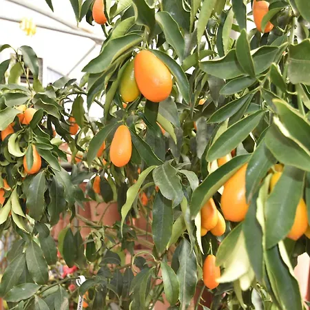 Spacious Retreat In Cannero Ferienhaus Cannero Riviera