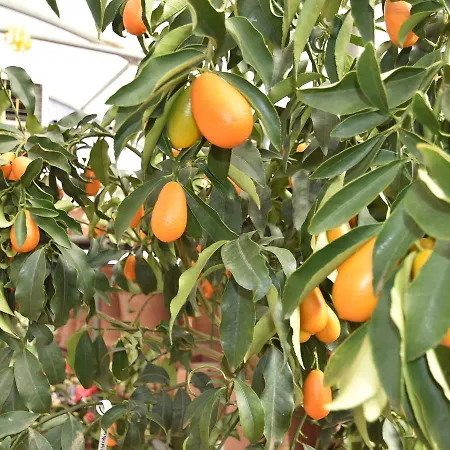 Spacious Retreat In Cannero * Cannero Riviera