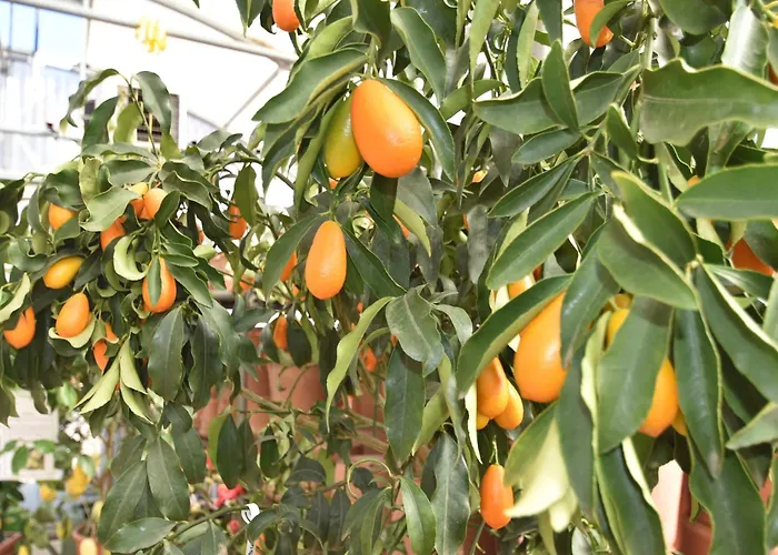 Spacious Retreat In Cannero Semesterbostad Cannero Riviera